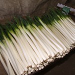 ねぎ