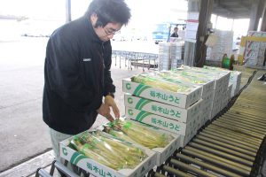 p10-1 ウド出荷9202