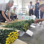 菊の出荷規格を確認する研究会員ら