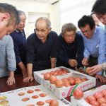トマトの色目を確認する部会員