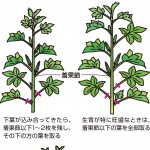 2009年4月花も実もある