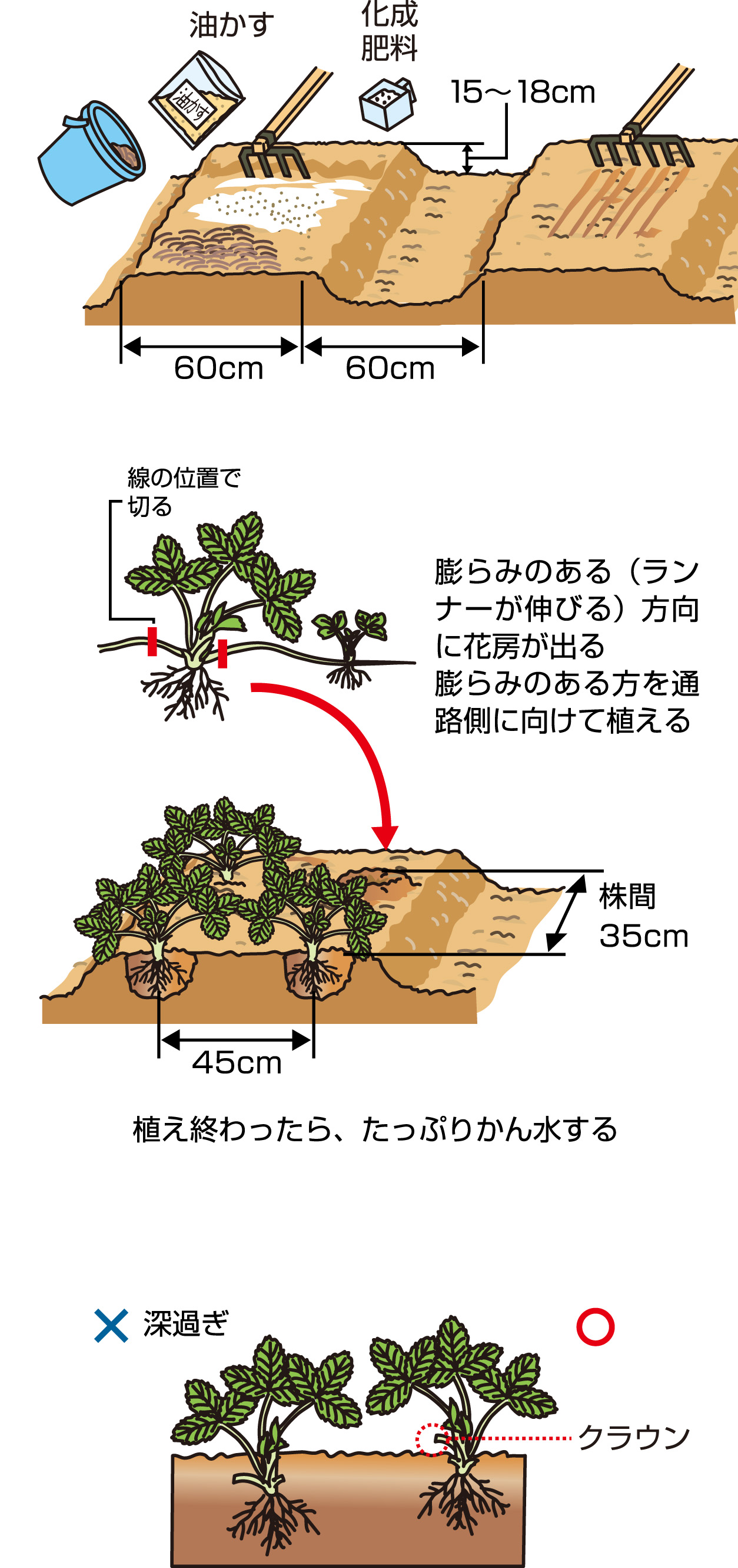 イチゴの植えつけと管理の要点 Jaしおのや