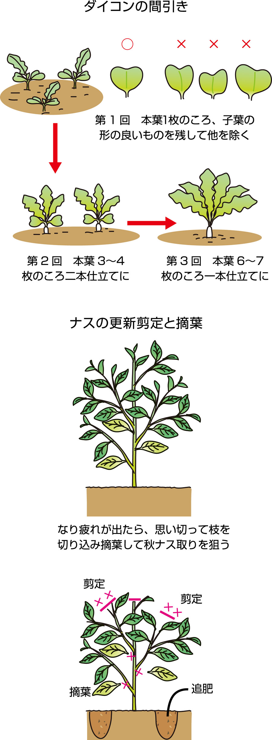 間引き 整枝 摘葉 Jaしおのや