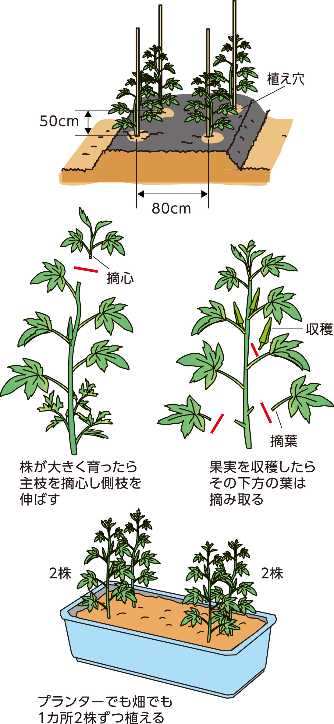 栄養豊か 花も楽しめるオクラ Jaしおのや