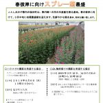 プレスリリースvol.35　　彼岸に向けプレー菊最盛_pages-to-jpg-0001