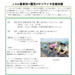 プレスリリースvol.13　グリーンさくらでサツマイモ定植体験_page-0001