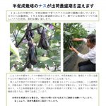プレスリリースvol.12   半促成栽培のナス　出荷最盛_page-0001