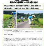 プレスリリースvol.14　青わら　収穫最盛.docx_pages-to-jpg-0001