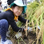 p6-7 ほっとニュース 11月号 いなげや稲刈りツアー5348