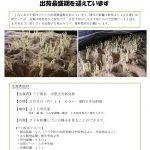 プレスリリースvol.1　ウド　出荷最盛期_pages-to-jpg-0001