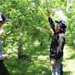 【加工】喜連川リンゴ生産出荷組合　摘果講習会0752